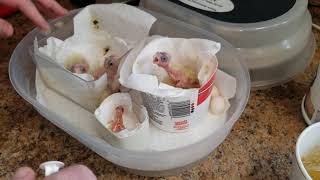 Hand feeding baby cockatiels from 2 hours old to 2 weeks old [upl. by Piotr]