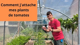 Comment jattache mes plants de tomates [upl. by Anawait]