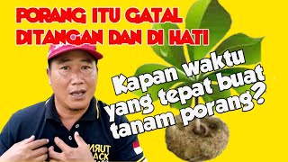 Waktu Yang Tepat Menanam Porang [upl. by Heid265]