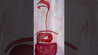 digestive system drawing pinkiartsworld shorts [upl. by Aronael]