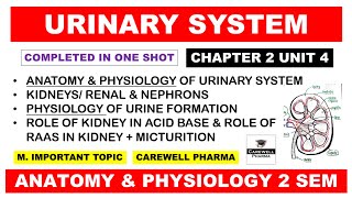 Unit 3 Urinary System Complete kidney  Nephron  Physiology of Urine Formation  Hap 2nd Semester [upl. by Elletnohs550]