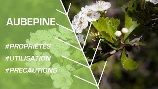 Comment utiliser l’aubépine  Phytothérapie [upl. by Enneirb]