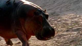 Deadly Hippos kills dozens of people every year [upl. by Kellda]