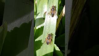 Sexual dimorphism in Eristalis hoverflies [upl. by Yllim362]