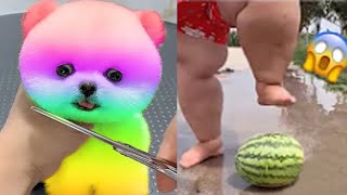 2024 Chó Phốc Sóc Mini 😍 Funny and Cute Pomeranian💖20 直 [upl. by Dunn]