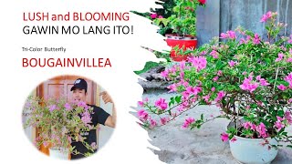 Gawin ito sa tricolor butterfly bougies para maging LUSH at BLOOMING [upl. by Allis461]