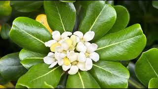 pittosporum green plant flower🌼 and care tips full video for my yt family [upl. by Lleda]