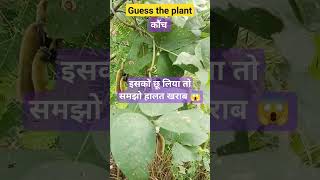 Guess The PlantAnswerCan You Guess This❓KaunchकौंचMedicinalplantshortsshortsvideoshort [upl. by Erodoeht]