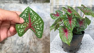 Tips for propagating Caladium Bicolor plants with leaves in water [upl. by Enilra719]