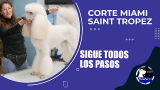 PELUQUERÍA CANINA caniche blanco corte MiamiSt Tropez corte de verano caniche ESTER CATALAN SAMIS [upl. by Hallimaj204]