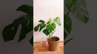 100 Days Monstera Propagation Update From Water to Soil shorts [upl. by Nylyrehc]