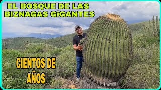 El Bosque de las Biznagas Gigantes Encontramos los cactus más enormes [upl. by Piefer482]