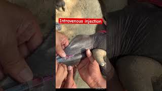 Intravenous injection in ear vein l dr Umar khan [upl. by Weisburgh]