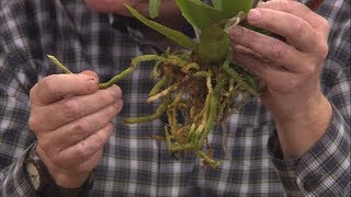 Repotting Grocery Store Orchids [upl. by Alethia]