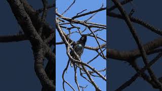 European Starling makes noises [upl. by Paulita]