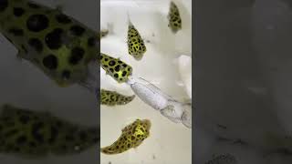 Discover the Charm of Baby Puffer Fish [upl. by Holms]