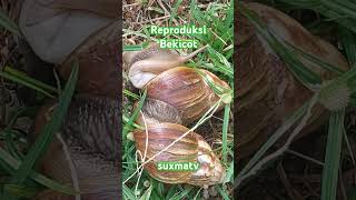 6 Tahapan Reproduksi Bekicot sorts siput bekicot reproduction [upl. by Rozina758]