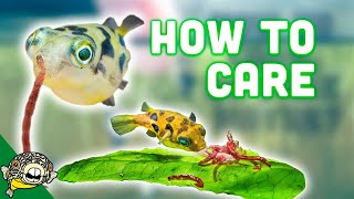 How to Care for Dwarf Puffer Fish [upl. by Sucramed]