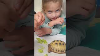 Trunky the Horsefield Tortoise and family part 1 shorts happy cute family animals [upl. by Karia]