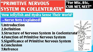 Primitive Nervous System in Coelenterata  Nervous System in Jellyfish  Nervous System in Hydra [upl. by Kudva1]
