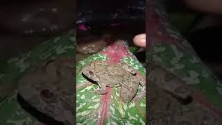 frog catching funny live  frogs jumping 🛑LIVE 🎞️🎥 [upl. by Rorke]