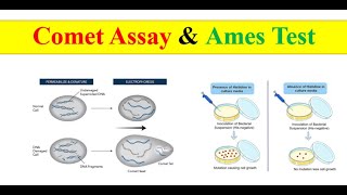 Comet assay amp Ames test [upl. by Areht]