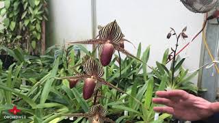 OrchidWeb  Paphiopedilum rothschildianum [upl. by Saxe]