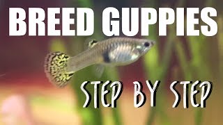 How to Breed Guppies EASY [upl. by Llovera]