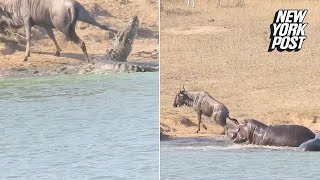 Heroic hippos stomp crocodile trying to kill wildebeest  New York Post [upl. by Adnoval277]