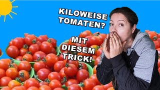 Tomaten DÜNGEN ab WANN oder gehts auch ohne Düngen SHORTS [upl. by Perla439]