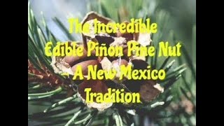 The Incredible Edible Pinon Pine Nut  A New Mexico Tradition [upl. by Yenttirb]