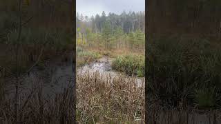 Chillen im Wald Trailer Anti Aggressions Training asmrsounds internet shorts hd [upl. by Elyrpa]