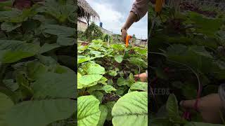 Harvesting pink Amaranth vegetables [upl. by Akiemat]