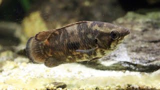 Species Profile Ctenopoma weeksii  The mottled Bushfish [upl. by Schild]