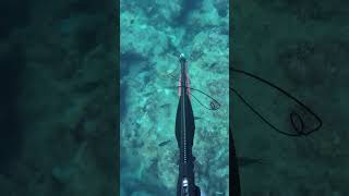 3 DAYS OF SPEARFISHING IN 20 SECONDS [upl. by Avad826]