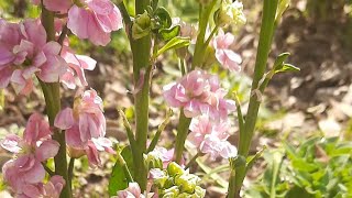 Matthiola Incana flower spicy perfume plant stock flower 🌼 plant 🪴 [upl. by Avir]