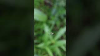 A small spider creating its web spider [upl. by Siseneg605]