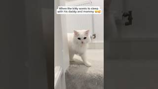 I can’t stop watching it 😂😂 funnyshorts funnmoments funnyvideo funnycats funny shorts cat [upl. by Raina]