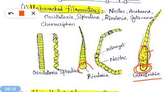 Cyanophyta  Cyanophyceae Blue Green Algae नीले हरे शैवाल [upl. by Papagena]