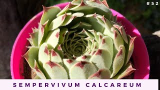 SEMPERVIVUM CALCAREUM 💜  Cuidados y Reproducción [upl. by Anirtal448]