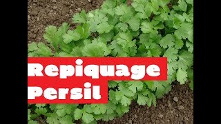 Éclaircir et repiquer au potager  Repiquage persil  Jardin potager [upl. by Ylil843]