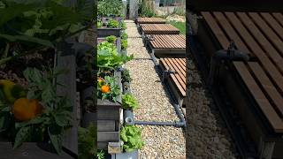 Backyard Aquaponics Built with Rising Garden Beds amp Bell Siphon  DIY Aquaponics System [upl. by Roselba]