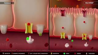 Maltofer® iron polymaltose Mechanism of Action [upl. by Ettevets440]