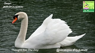 அன்னப்பறவை Expert Shares Top Swan Secrets  Thought for the Day  Vidyasree Subramaniam  swan 🦢 [upl. by Ahslek]