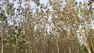 POPLAR PLANTATION MEIN GEHUN KI ADVANCE BIJAYI [upl. by Eirrek]