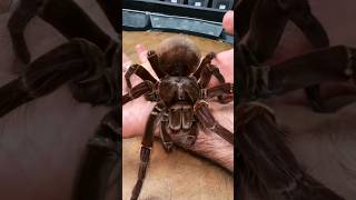 The Worlds Largest Spider 😱 animals spider shorts goliathbirdeater [upl. by Savanna]