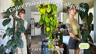 🚨 ranking my entire philodendron collection  30 species rare  common 🌿 my favourite genus [upl. by Abby897]