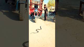 A snake in front of a loader rickshaw snake cobra snakecatcher snake [upl. by Enrev]