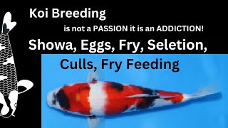 What can you expect from Breeding Showa Eggs Fry Selection Culls and Feeding Tips for Koi Fry [upl. by Fairman175]