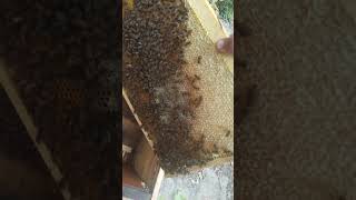 bees bees cover music voiceeffects song coversong honeybee waves beekeeper honey [upl. by Olia]